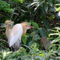 Kuhreiher (Bubulcus ibis coromandus)